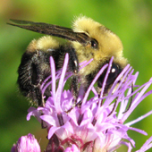 Famille Apidae: Bourdon